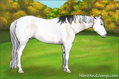 Horse Color:Gray Bay Dun Splash Tobiano