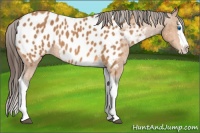 Horse Color:Bay Splash Tobiano Blanket  Brindle
