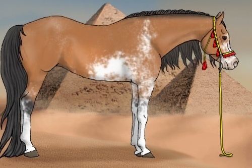 Horse Color: Bay Sabino 