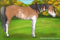 Horse Color:Bay Sabino 
