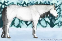 Horse Color:Gray White Spotted Black Ice 