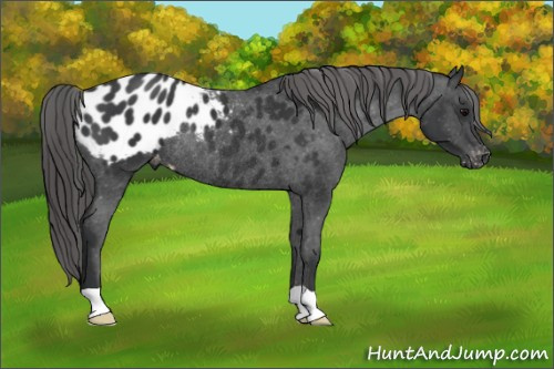 Horse Color: Black Blanket Rabicano 
