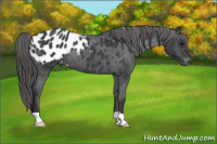 Horse Color:Black Appaloosa Rabicano 