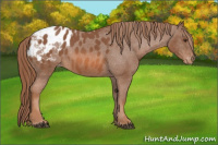 Horse Color:Chestnut Appaloosa 