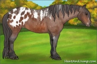 Horse Color:Bay Splash Tobiano Blanket Brindle