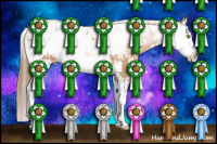 Horse Color:Bay Pearl Sabino 