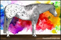 Horse Color:White Spotted Black Splash Tobiano Frame Appaloosa