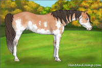 Horse Color:Bay Splash 