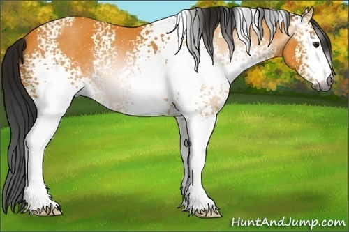 Horse Color:Gray White Spotted Buckskin 