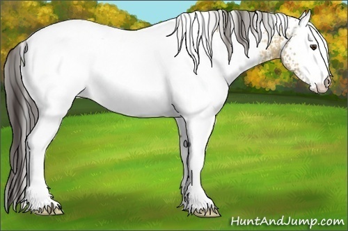Horse Color:White Spotted Buckskin Dun 