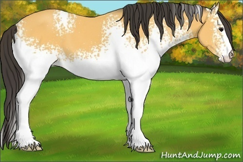 Horse Color:White Spotted Buckskin 