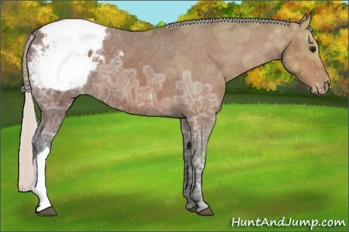 Horse Color:Silver Bay Ice Appaloosa 