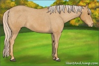 Horse Color:Palomino Varnish 