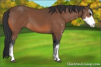 Horse Color:Bay Sabino 
