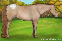 Horse Color:Brown Pearl Appaloosa Rabicano Brindle