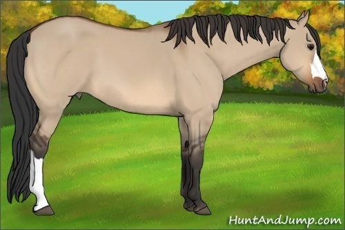 Horse Color:Bay Dun