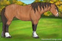 Horse Color:Bay Splash Frame  Brindle