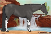 Horse Color:Black Sabino Tobiano