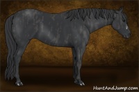 Horse Color:Black  Brindle