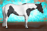 Horse Color:Black Tobiano Rabicano