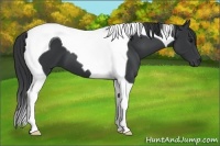 Horse Color:Black Tobiano 