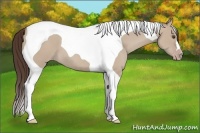 Horse Color:Classic Champagne Dun Tobiano 
