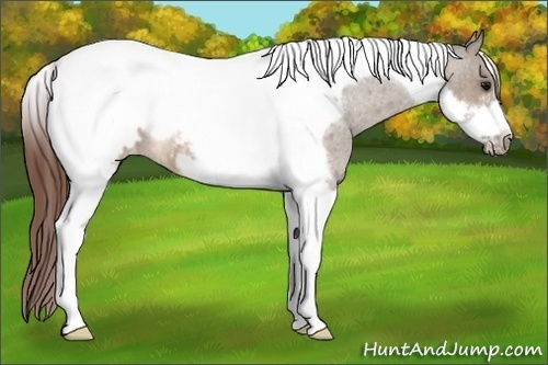 Horse Color: Brown Roan Dun Tobiano Frame Blanket 