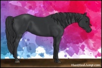 Horse Color:Black 