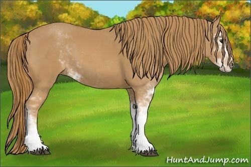 Horse Color: Chestnut Sabino 