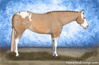 Horse Color:Chestnut Splash Appaloosa 
