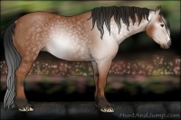 Horse Color:Gray Bay Rabicano 