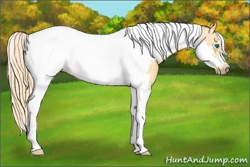 Horse Color:White Spotted Palomino Tobiano Frame