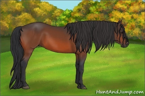 Horse Color:Bay Sabino