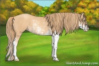 Horse Color:Gold Champagne Sabino 