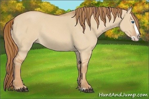Horse Color:Red Dun Splash