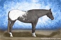 Horse Color:Smoky Black Appaloosa 