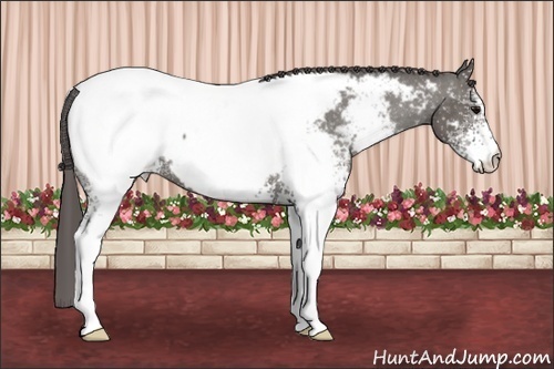 Horse Color:White Spotted Grullo Appaloosa 