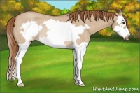 Horse Color:Red Dun Roan Splash Frame Rabicano