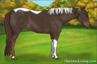 Horse Color:Liver Chestnut Tobiano 