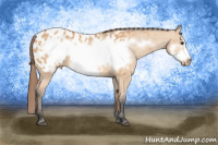 Horse Color:Bay Dun Frame Appaloosa