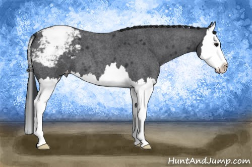 Horse Color: Blue Roan Splash Varnish 
