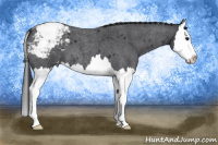 Horse Color:Blue Roan Splash Appaloosa