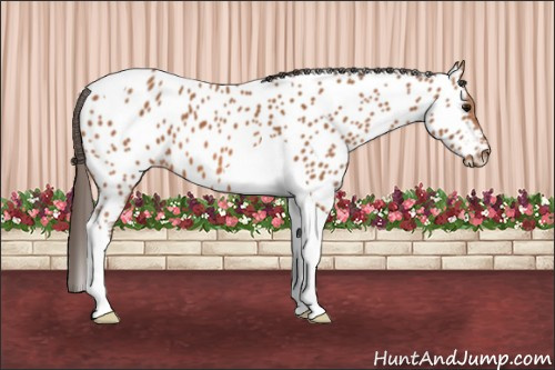 Horse Color: Bay Tobiano Near Leopard 