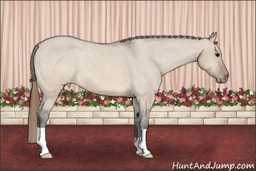 Horse Color:Brown Dun Appaloosa 