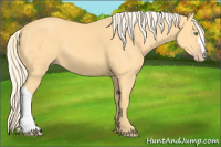 Horse Color:Gold Cream Champagne 