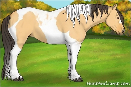 Horse Color:Buckskin Dun Tobiano