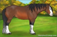 Horse Color:Bay Splash 