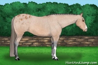 Horse Color:Bay Appaloosa 