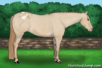 Horse Color:Red Dun Varnish 