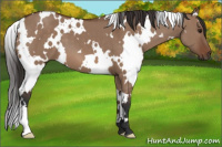 Horse Color:White Spotted Bay Dun